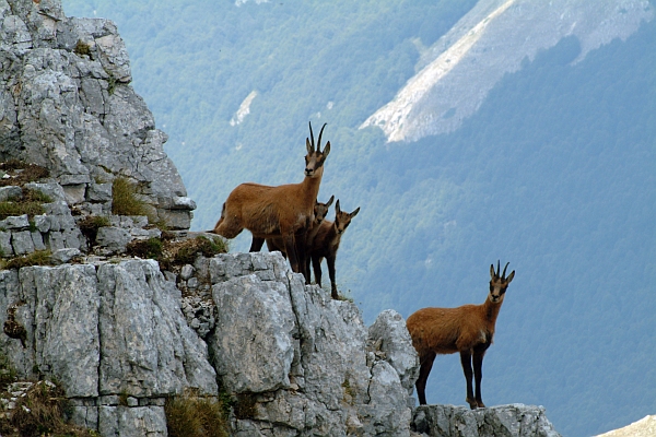 Camoscio d''Abruzzo Rupicapra pyrenaica ornata